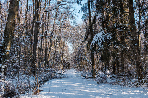 Schneebedeckte Waldwege laden zum Spaziergang ein