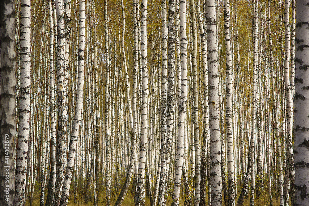 Birch trees with fresh green leaves in spring Birch trees with fresh green leaves in spring