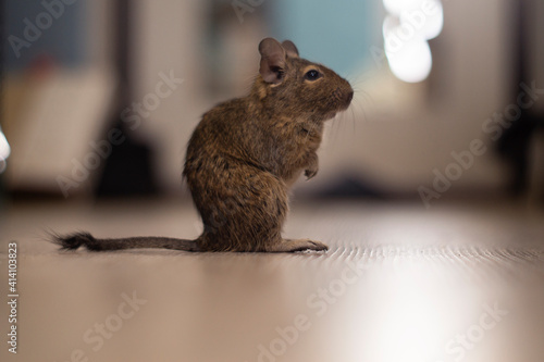 domestic rodent degu sitting on the floor photo