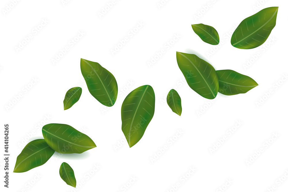 Spring green leaf on white background. Fresh Falling leaf for your design. Vector illustration.