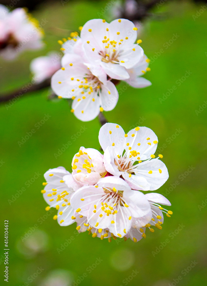 blooming apricot twig. spring background