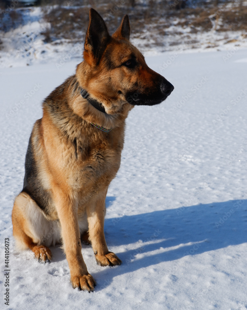 German shepherd sitting on a white snow-covered lake. German shepherd sitting on a white snow-covered lake.