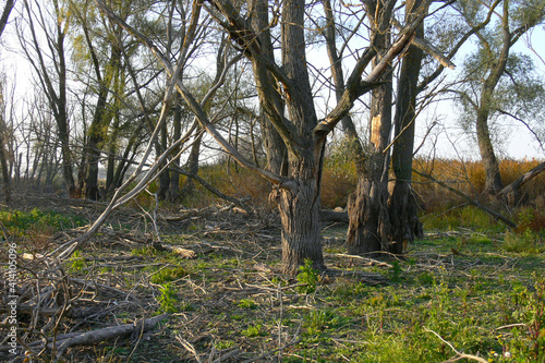 Early spring in the old park with a pond