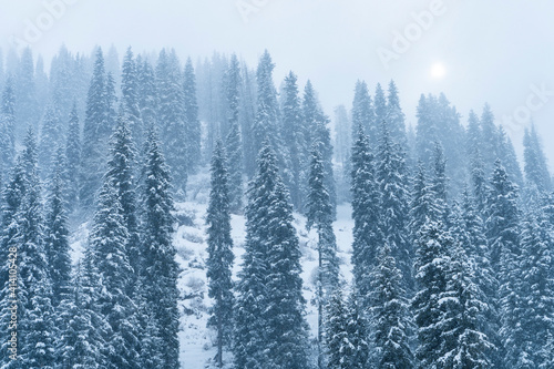 Forest covered with snow in winter in the mountains during snowfall.