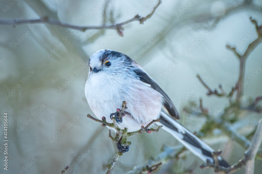 Closeup of a long-tailed tit or long-tailed bushtit, Aegithalos caudatus, bird foraging in a Winter forest Closeup of a long-tailed tit or long-tailed bushtit, Aegithalos caudatus, bird foraging in a Winter forest