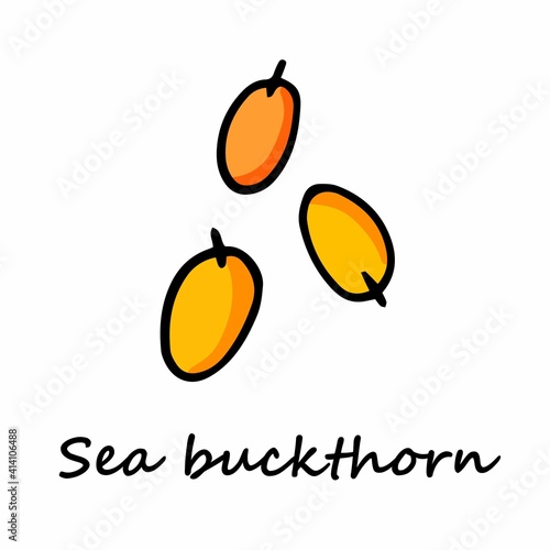 Cute sea buckthorn in doodle style with outline. Doodle vector illustration. Sea buckthorn isolated on white background.