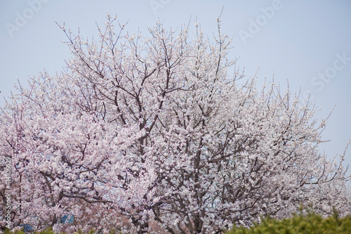 윤중로 벚꽃 축제