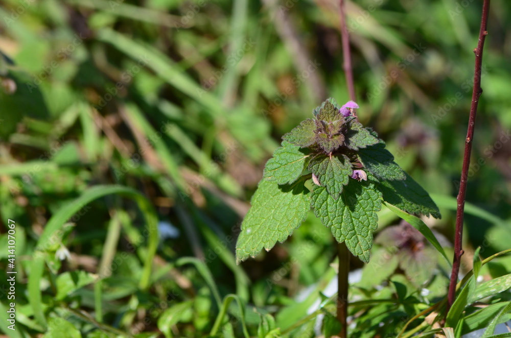 Lamium purpureum, lamier pourpre, plante sauvage comestible Lamium purpureum, lamier pourpre, plante sauvage comestible