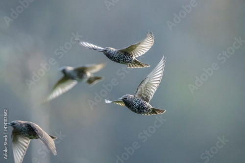 Bilde på lerret A flock of common starling birds Sturnus vulgaris migration in flight