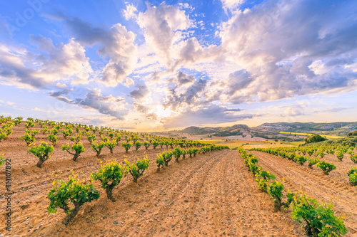 Sunrise in Ribera del Duero Vineyard photo