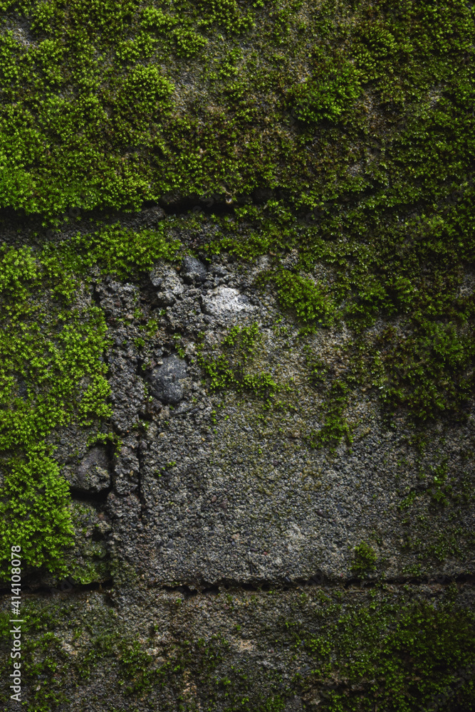 mossy wall texture