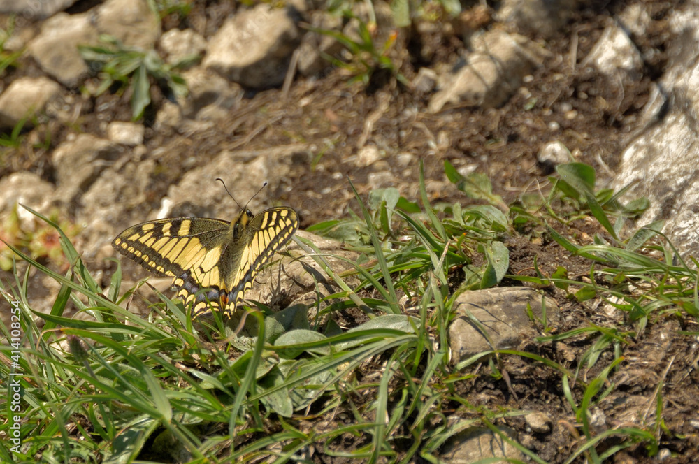 Ein Schwalbenschwanz Schmetterling auf einer Bergwiese