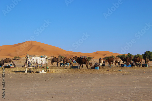 Camels waiting for a walk