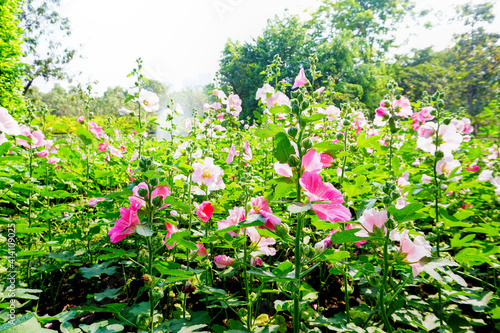 Colorful flowers blooming in the morning.