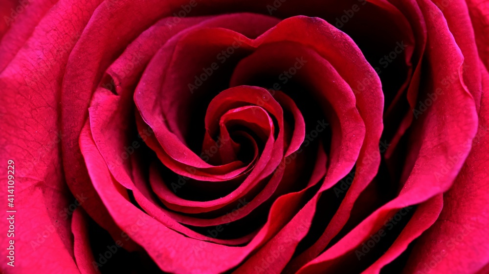 Red rose flower close up Red rose flower close up