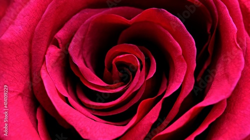 Red rose flower close up