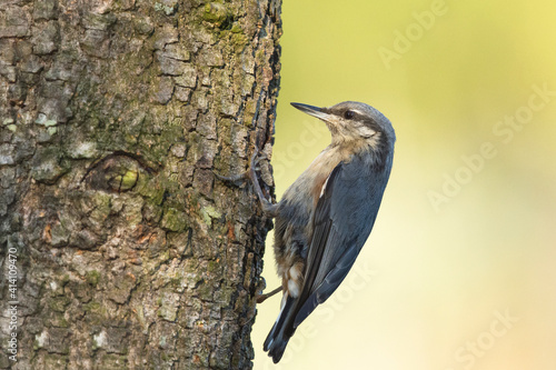 A Trepadeira-Azul é uma pequena e activa ave florestal, que pode ser observada a subir e descer afanosamenteos troncos de árvores sobre os quais se alimenta photo