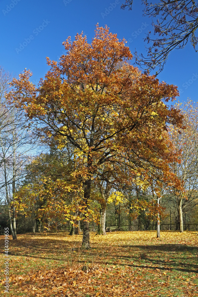 Baum im Herbst