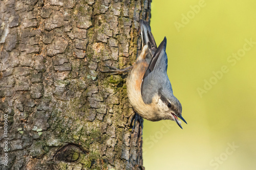 A Trepadeira-Azul é uma pequena e activa ave florestal, que pode ser observada a subir e descer afanosamenteos troncos de árvores sobre os quais se alimenta photo