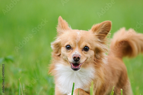 Chihuahua dog on the meadow