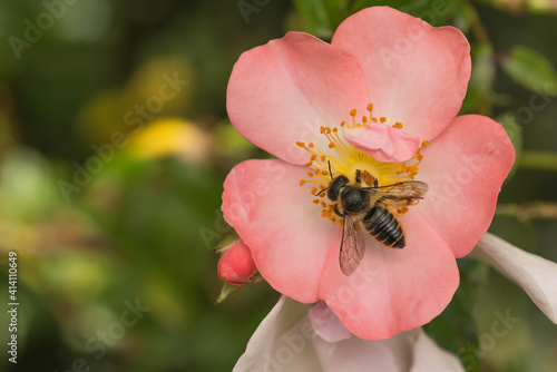 Leafcutter bee on  pinkOpen Arms rose