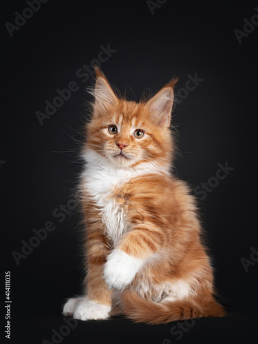 Handsome red with white Maine Coon cat kitten, sitting side ways. Looking straight to camera. Isolated on black background. One paw playful in air.