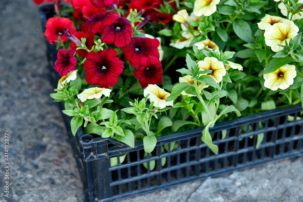 Boxes with seedlings of flowers petunia for planting outdoor. Boxes with seedlings of flowers petunia for planting outdoor.