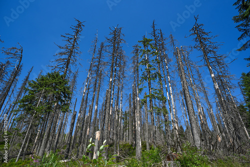 .Dead dry pine forest in the Polish mountains in summer.