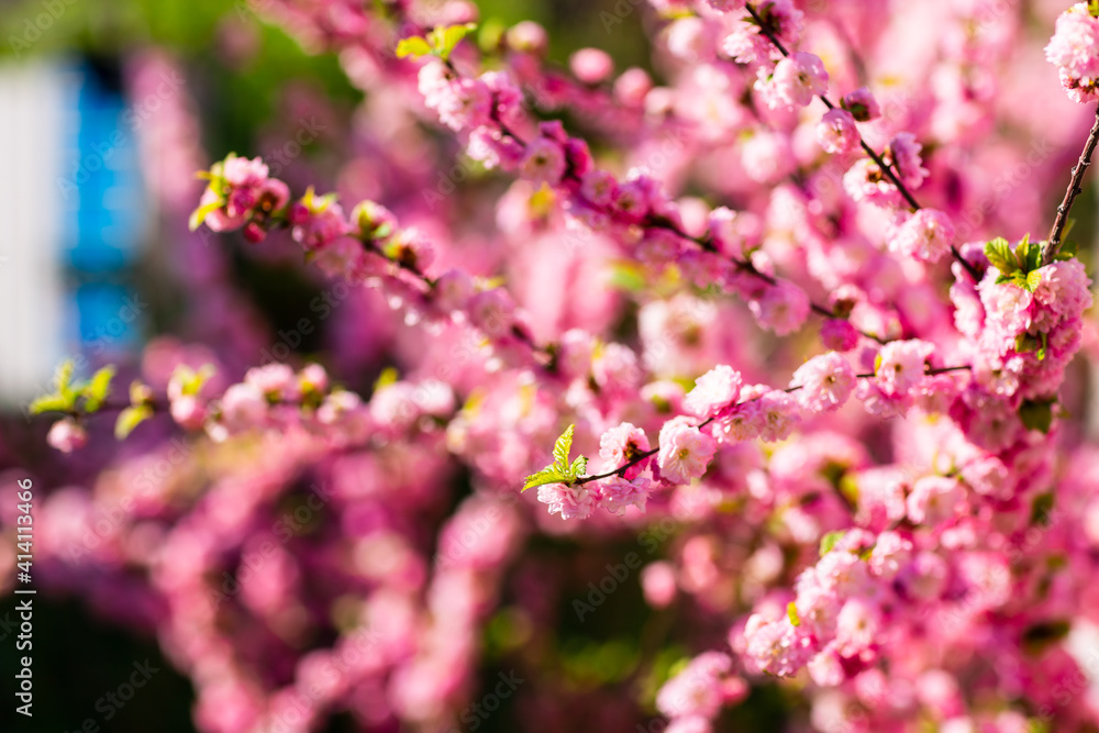 Spring blooming and blossoming flower branch against blue sky Spring blooming and blossoming flower branch against blue sky