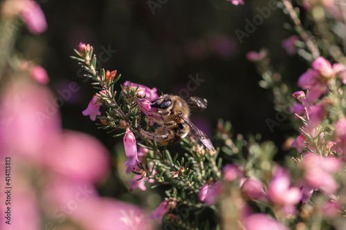 Cuadro en lienzo Bumblebee pollinating heath flowers