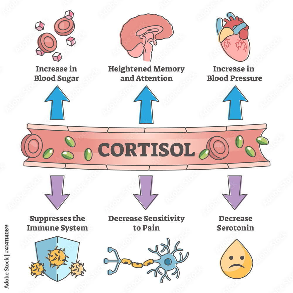 Cortisol Hormone Increased Or Decreased Level Symptom Scheme Outline cortisol-hormone-increased-or-decreased-level-symptom-scheme-outline
