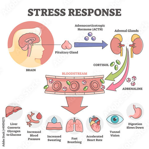 Stress response anatomical scheme with body inner reaction outline concept photo