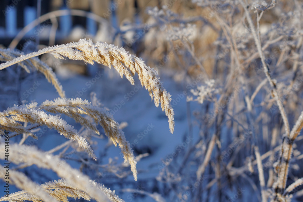 Fototapeta premium Close up of frozen pampas grass with snow and ice in winter day