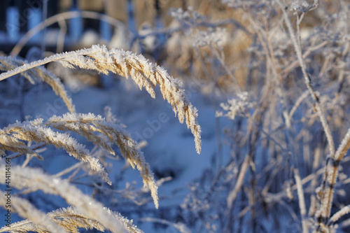 Close up of frozen pampas grass with snow and ice in winter day