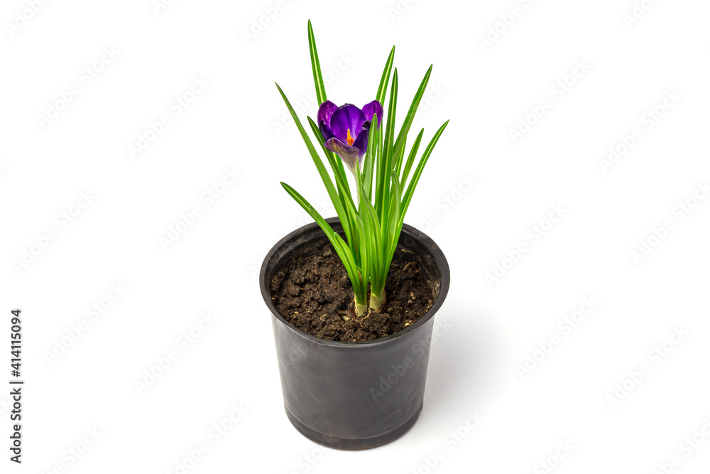 Crocus isolated on white background. Saffron in a pot. Crocus in a pot isolated on white Crocus isolated on white background. Saffron in a pot. Crocus in a pot isolated on white