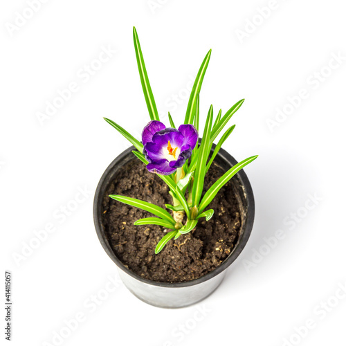 Saffron in a pot. Crocus isolated on white background. Ruby Giant Crocus Tommasinianus growing indoors in a flower pot in spring