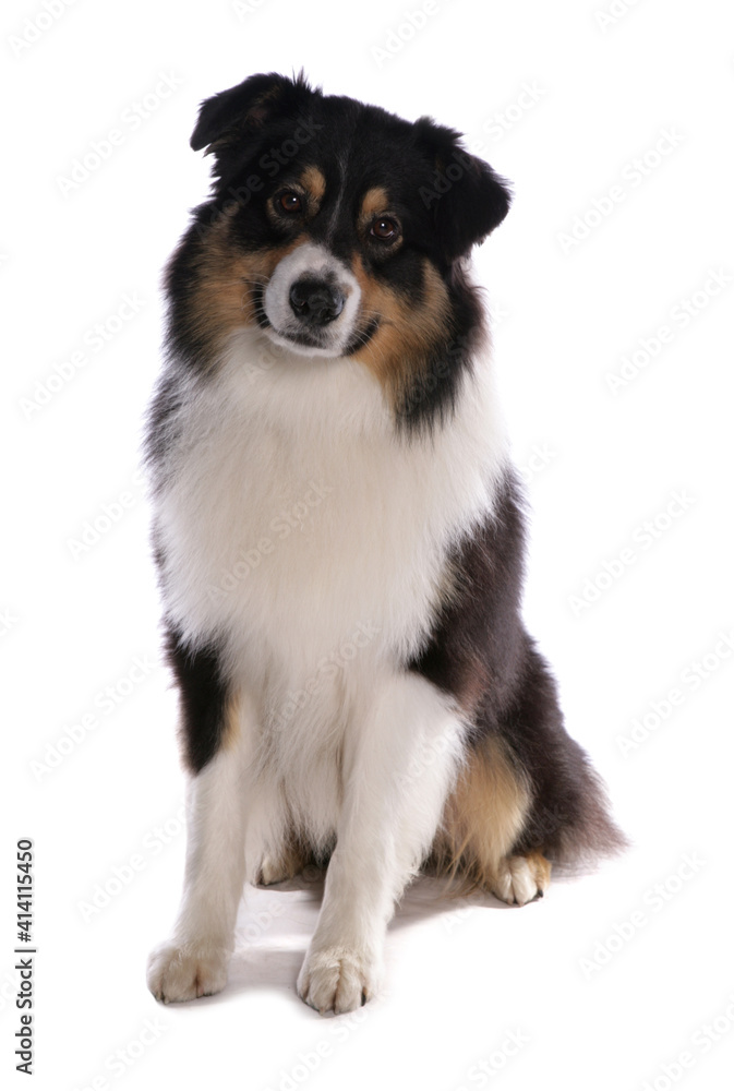 Australian Shepherd Dog,