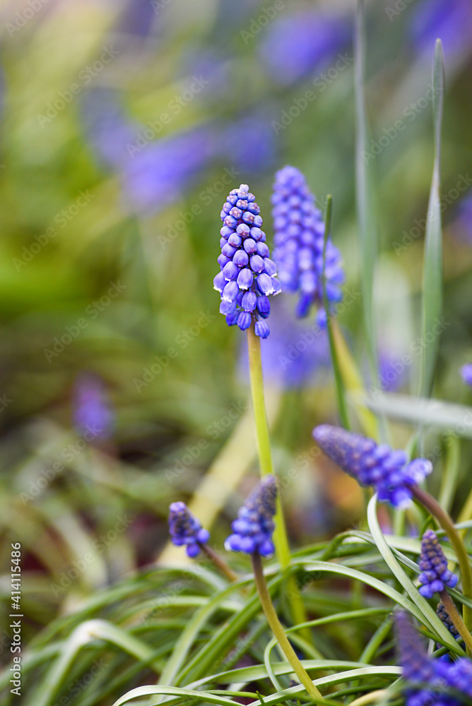 .Muscari flower blooming in summer time in garde, selective focus. .Muscari flower blooming in summer time in garde, selective focus.