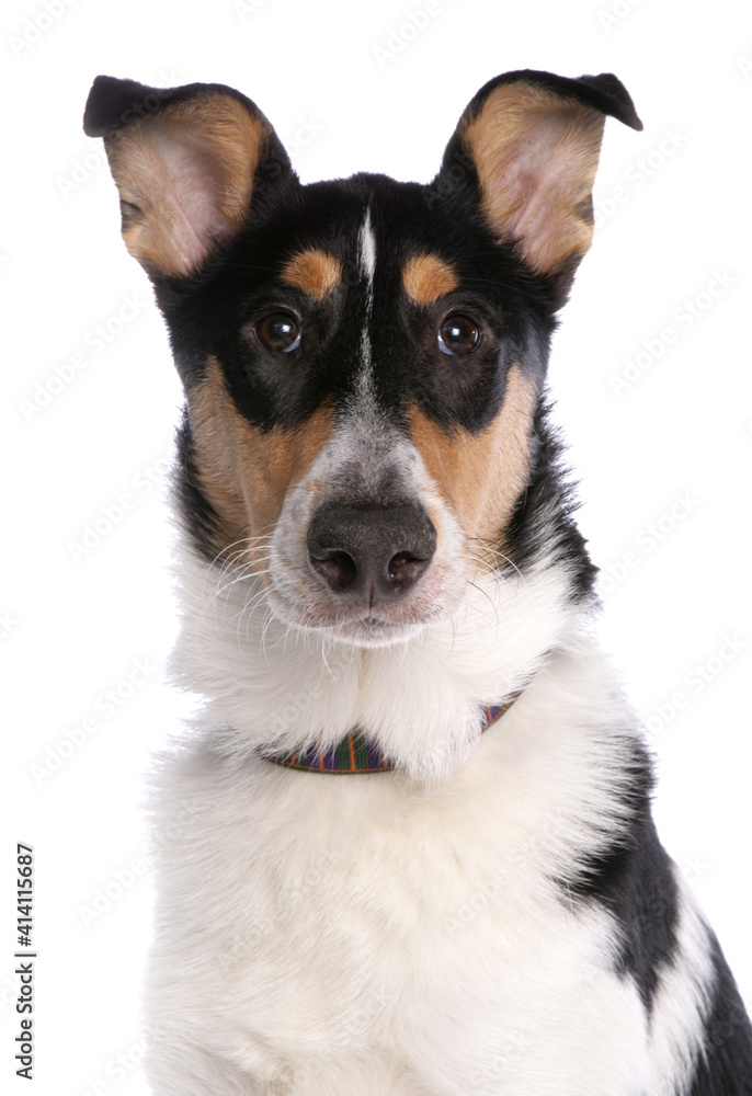 smooth collie