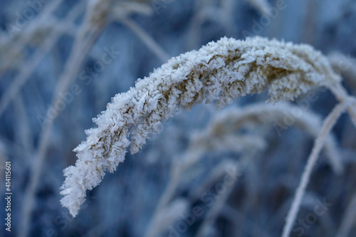 Close up of frozen pampas grass with snow and ice in winter day photo