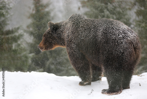 brown bear stay on snowy meadow under snowfall