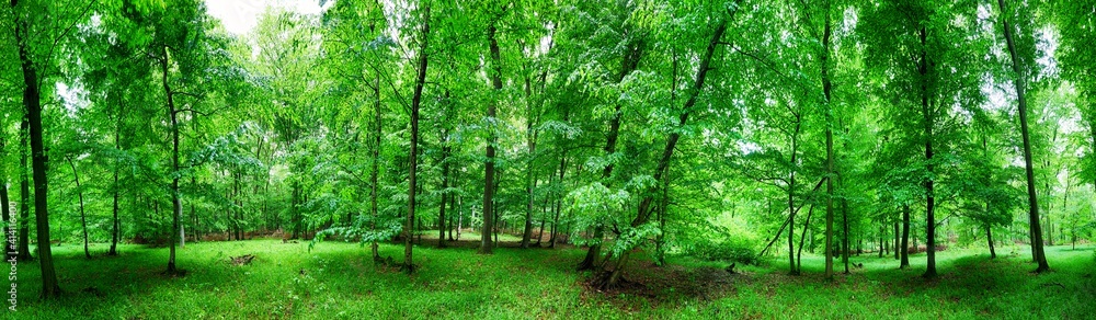Panorama of green forest at spring landscape Panorama of green forest at spring landscape