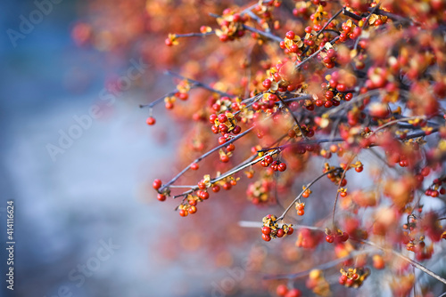 Tableau sur toile .Oriental bittersweet plant blooming in garden in autumn time.