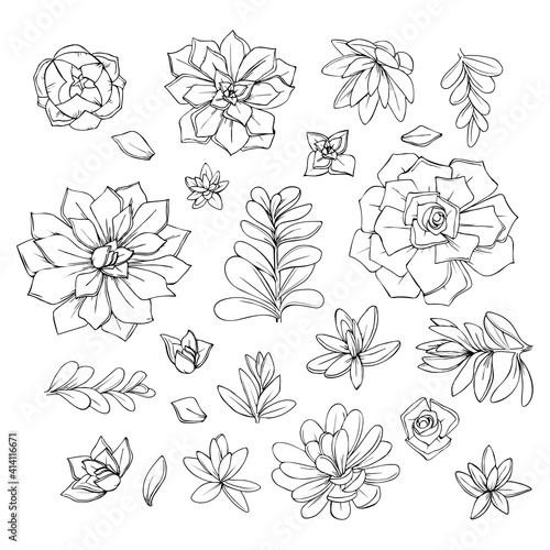 illustration of succulents flowers graphic decorative element black and white