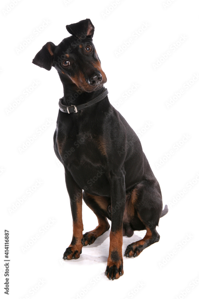 Manchester Terrier Dog