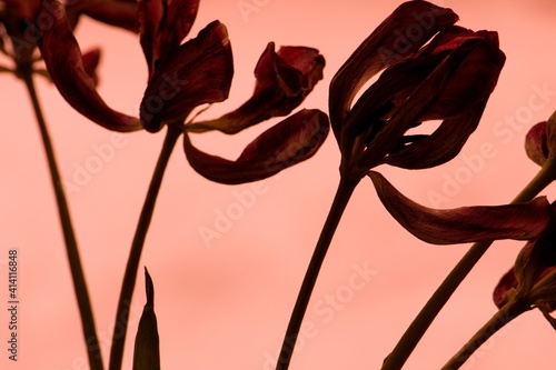 Wallpaper Mural Spring Moment, Tulpen in rot auf apricotfarbenen Hintergrund  Torontodigital.ca