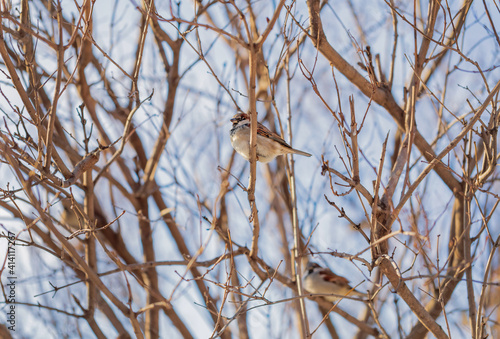Sparrow on bush branches. Gray bird on the tree. Autumn, spring. Wildlife.