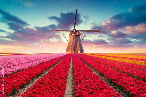 Photo Landscape with tulips, traditional dutch windmills and houses near the canal in