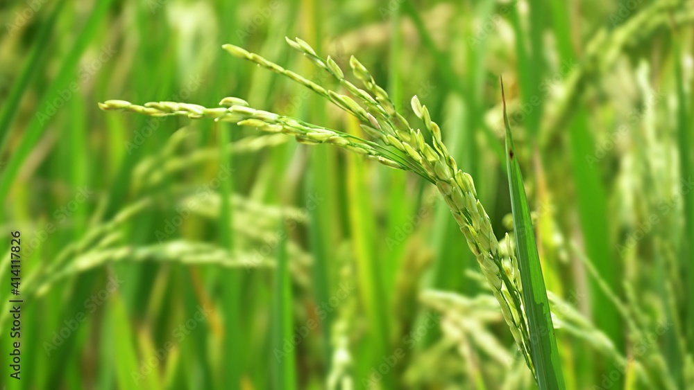 Green rice field, rice plant and ear of paddy. Paddy field. Blurred nature background.