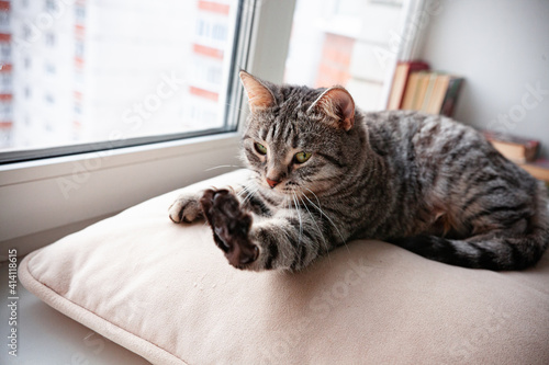 beautiful cat on the windowsill resting